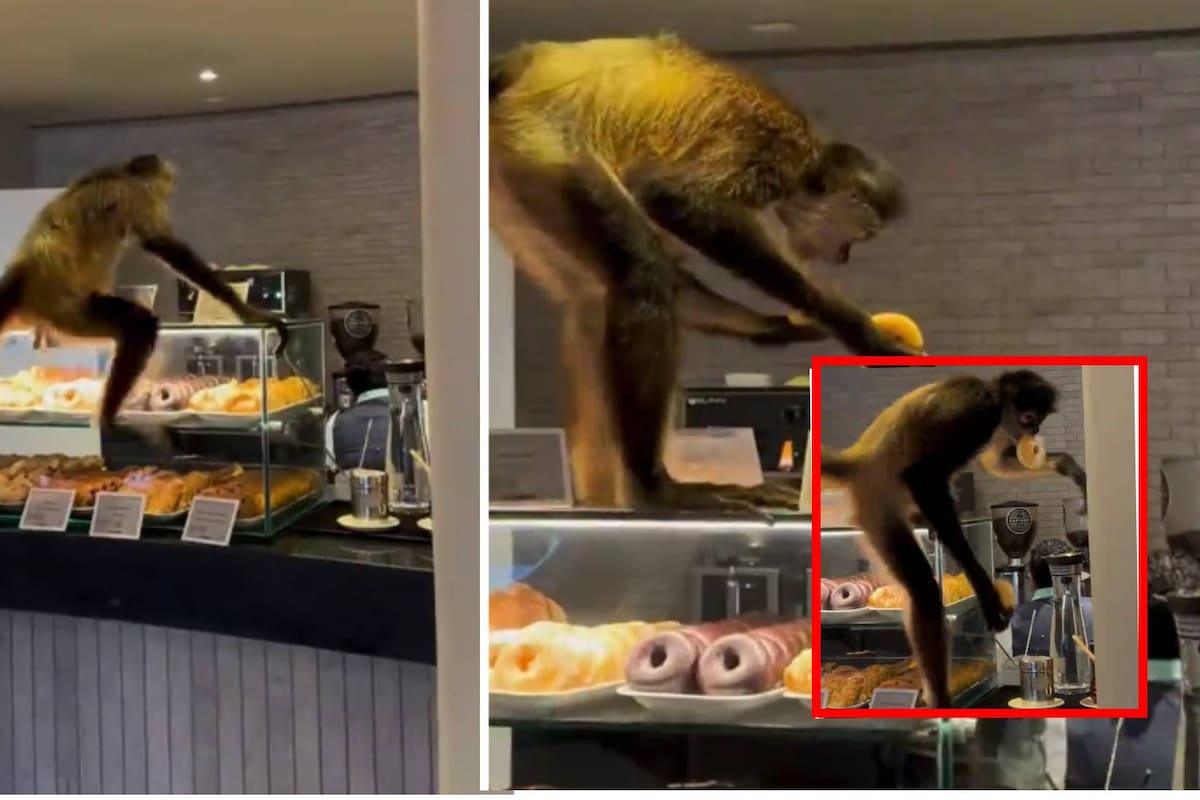 El robo del año: Mono araña roba donas en cafetería de CDMX y se vuelve viral