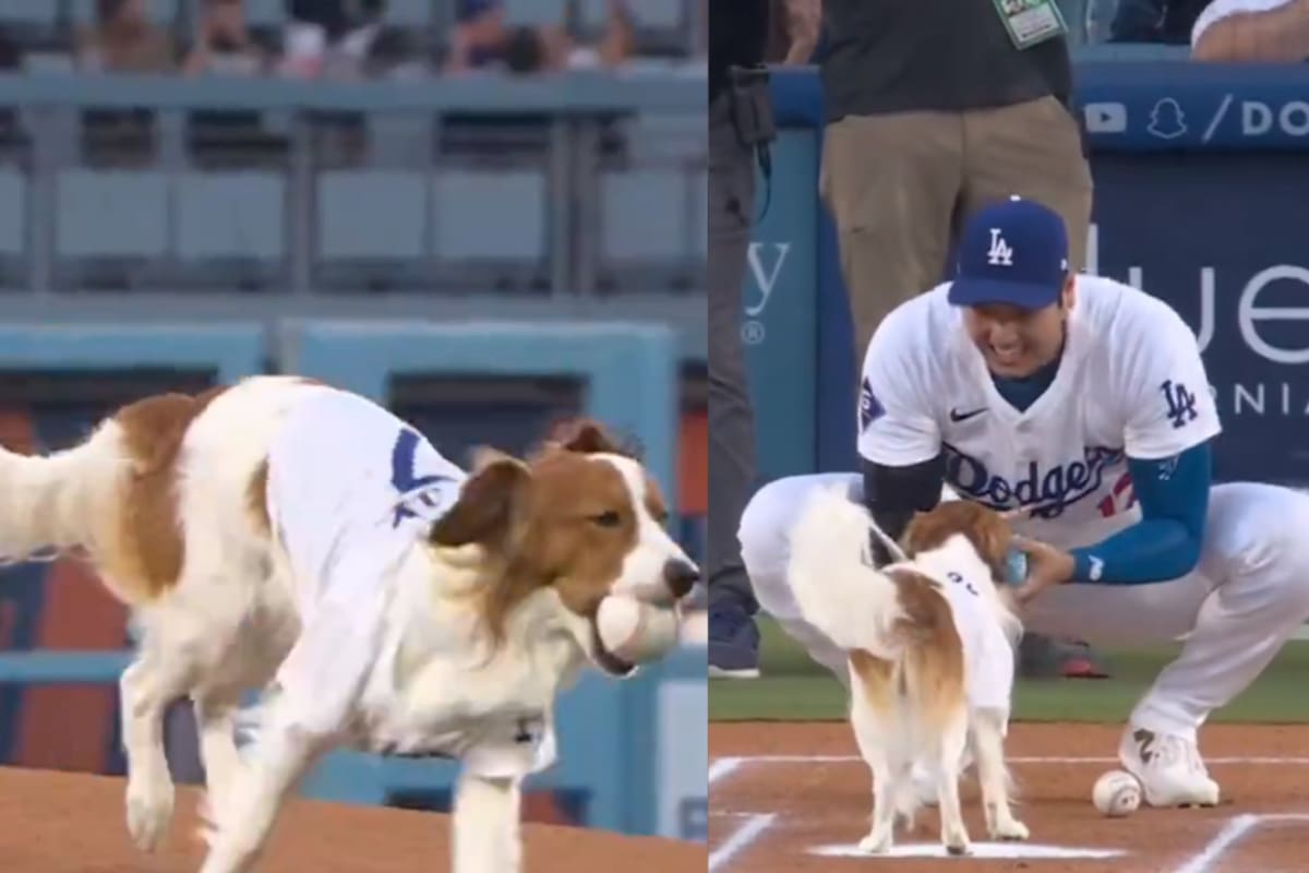 VIDEO: Un perro fue el encargado de “lanzar” la primera bola en el juego entre Dodgers vs Orioles