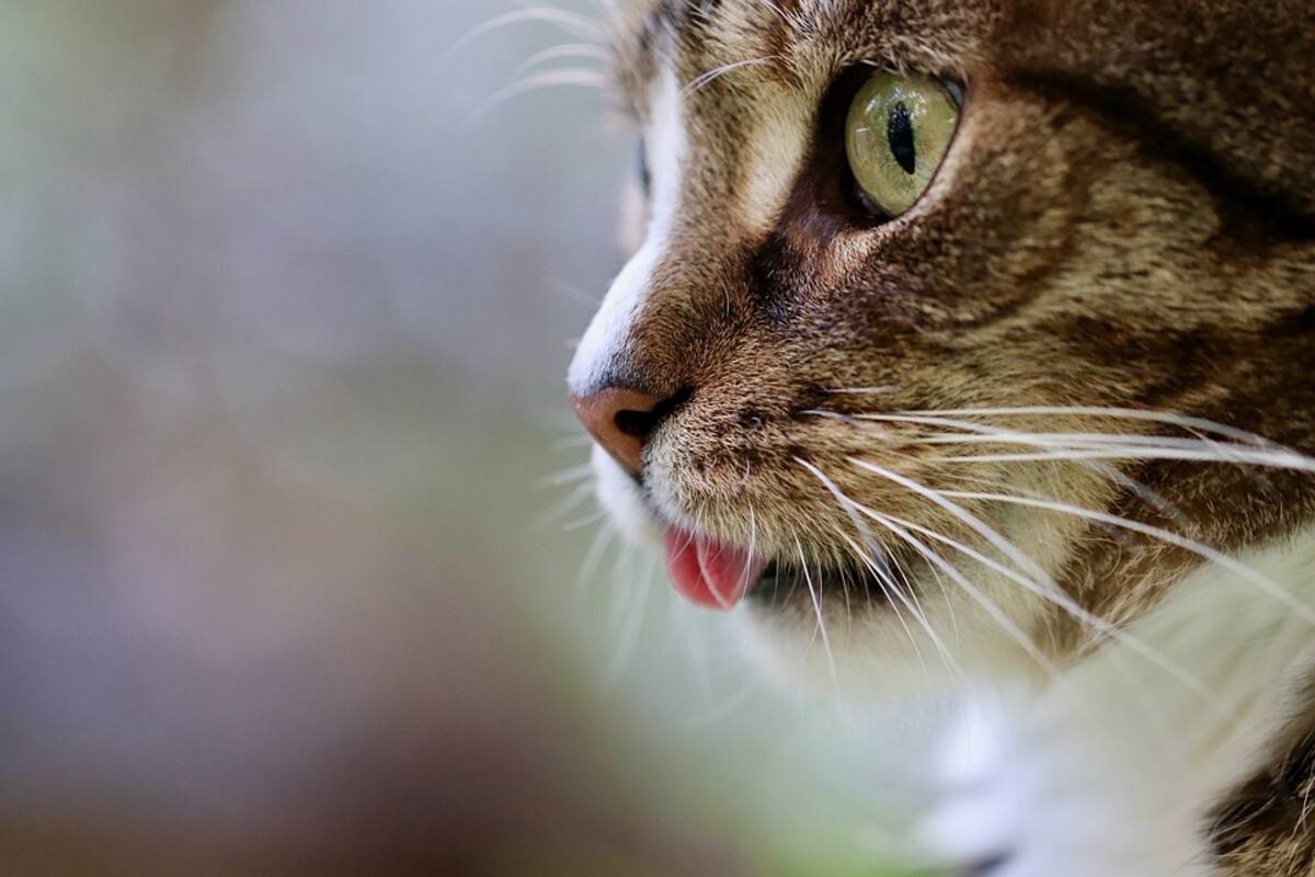 Se reencuentra con su gato diez años después de perderlo