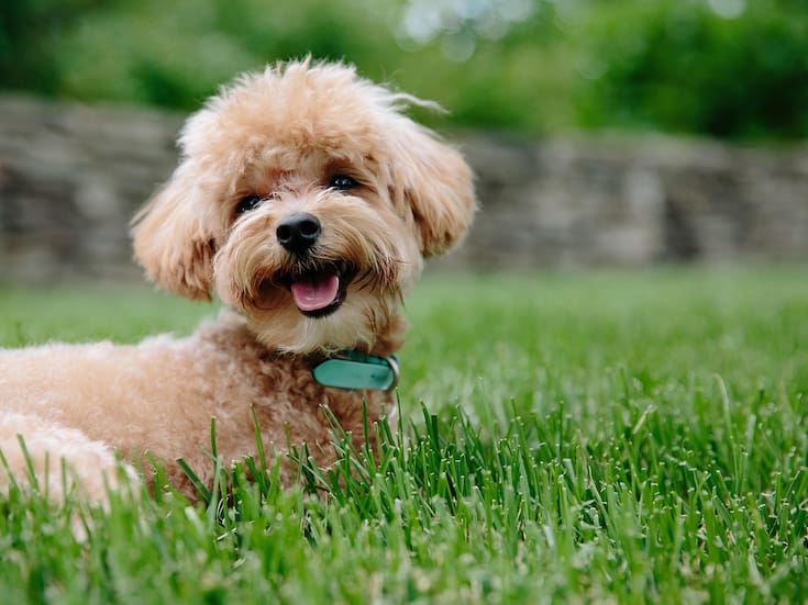 Con la primavera llegan las garrapatas: cómo proteger a tu mascota esta temporada