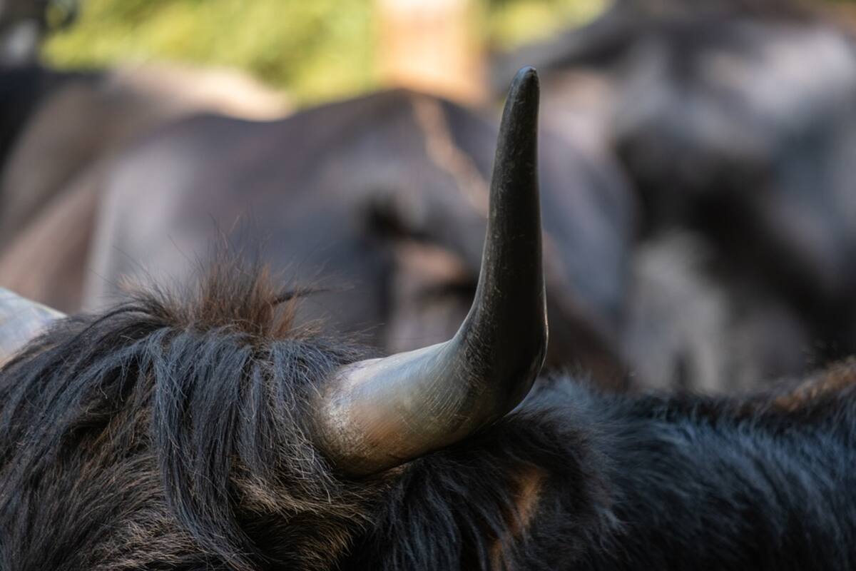 Hombre en India es operado por tener “el cuerno del diablo” en la cabeza