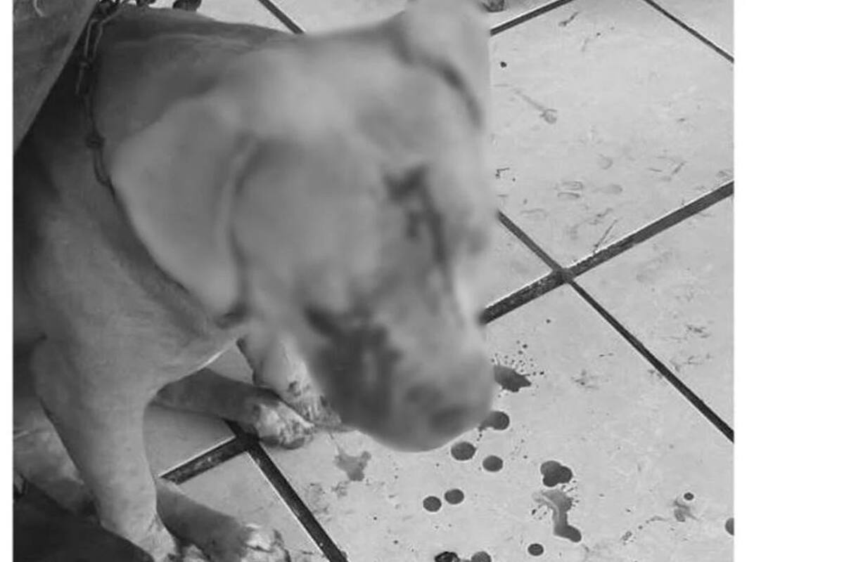 Revienta ojo a perrita al golpearla con pala