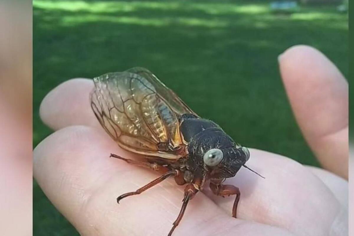 ¡Una en un millón! Captan cigarra ”mutante” de ojos azules en Estados Unidos