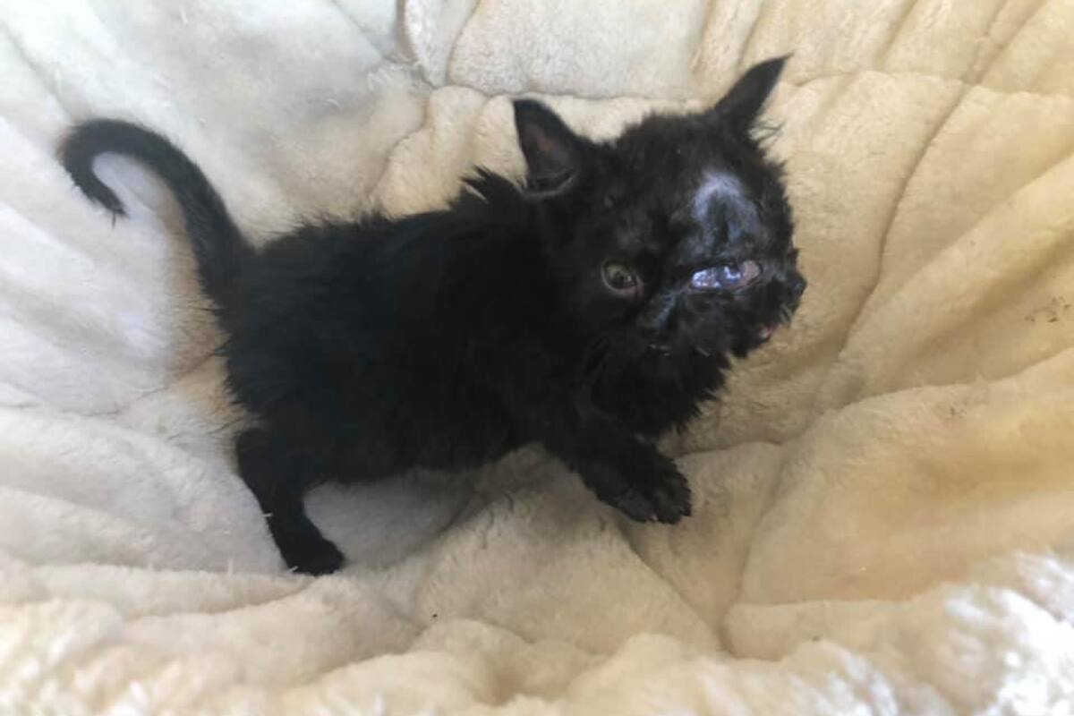 Mamá felina rechaza a gatita que nació con dos caras