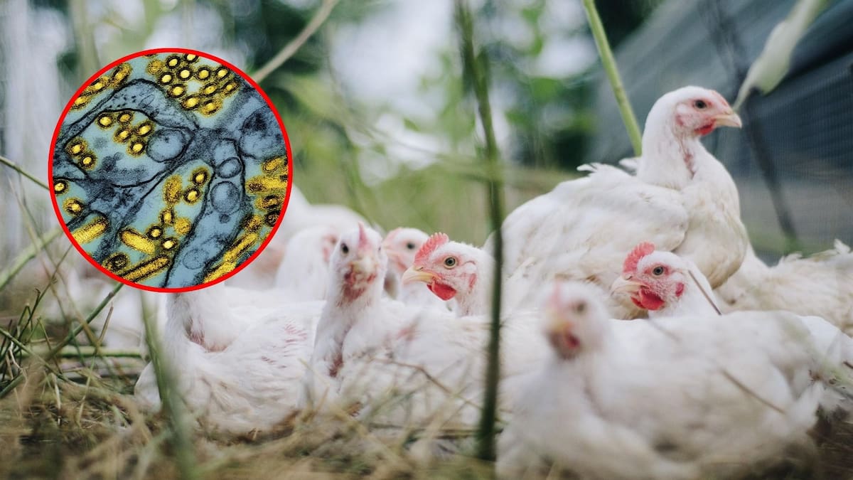 OMS lanza recomendación clave: vacunar contra la gripe aviar a quienes están más expuestos al virus, prioriza a trabajadores sanitarios y quienes conviven con animales