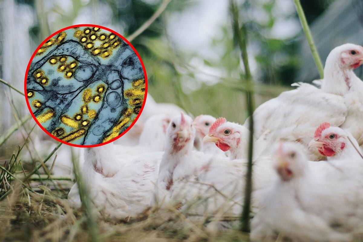 Cierran mercados de aves en NY por casos de gripe aviar