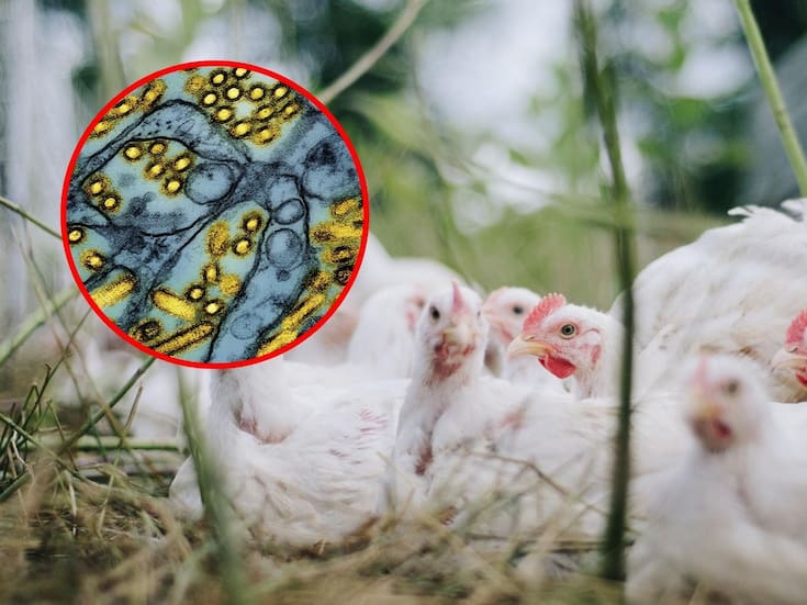 OMS lanza recomendación clave: vacunar contra la gripe aviar a quienes están más expuestos al virus, prioriza a trabajadores sanitarios y quienes conviven con animales
