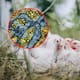 OMS lanza recomendación clave: vacunar contra la gripe aviar a quienes están más expuestos al virus, prioriza a trabajadores sanitarios y quienes conviven con animales