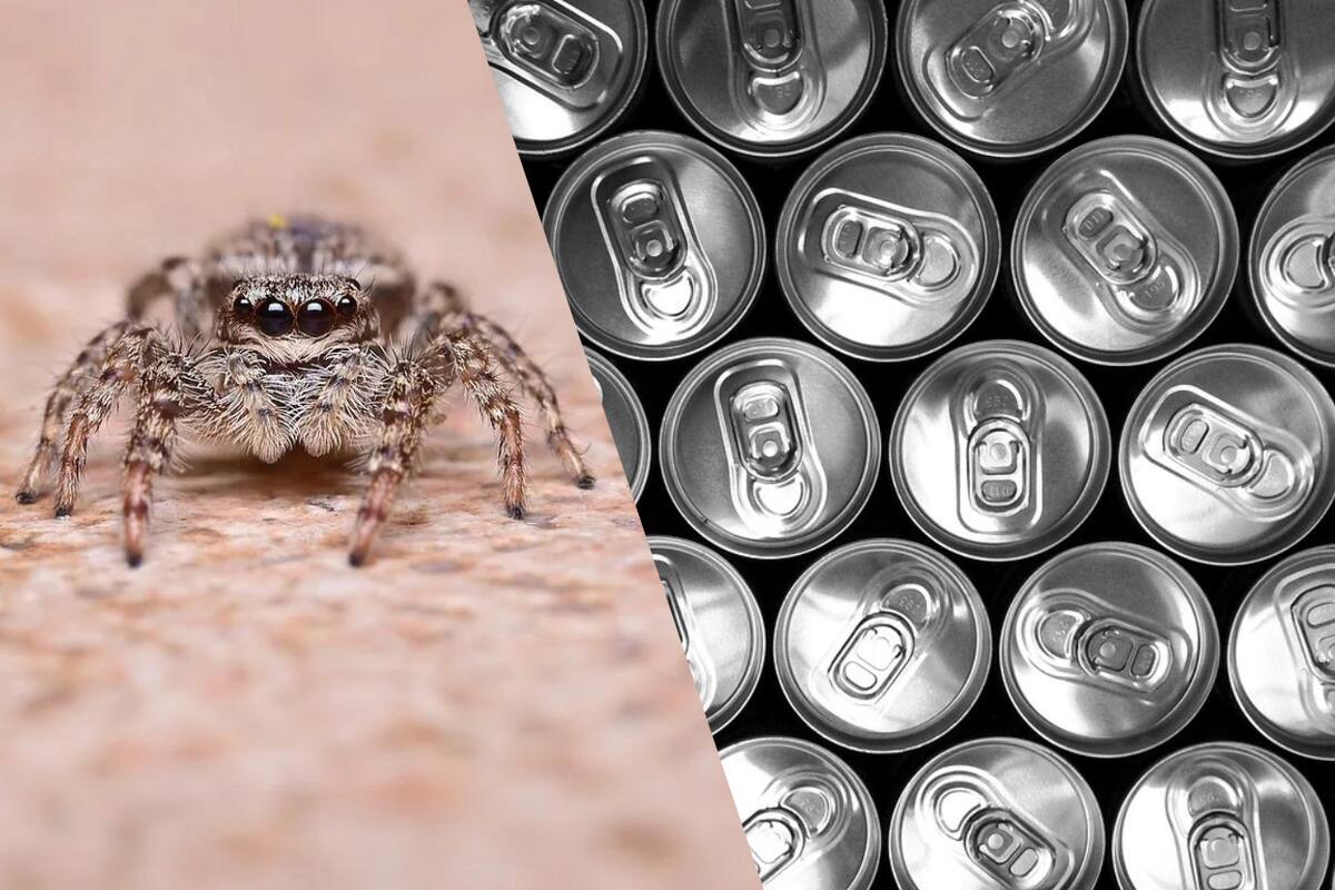 Mujer arrestada por ahogar en soda a la araña de su roomie; recauda fondos para pagar abogado, pero nadie le da