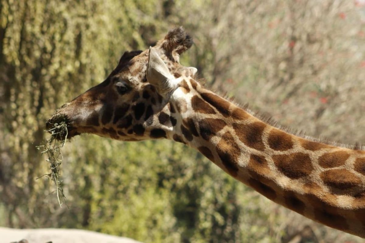 Fortunata, la jirafa que vivió más de tres décadas en Chapultepec y se convirtió en una de las más longevas del mundo, falleció a los 36 años y cinco meses, más de una década por encima de la esperanza de vida de su especie