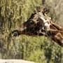 Fortunata, la jirafa que vivió más de tres décadas en Chapultepec y se convirtió en una de las más longevas del mundo, falleció a los 36 años y cinco meses, más de una década por encima de la esperanza de vida de su especie