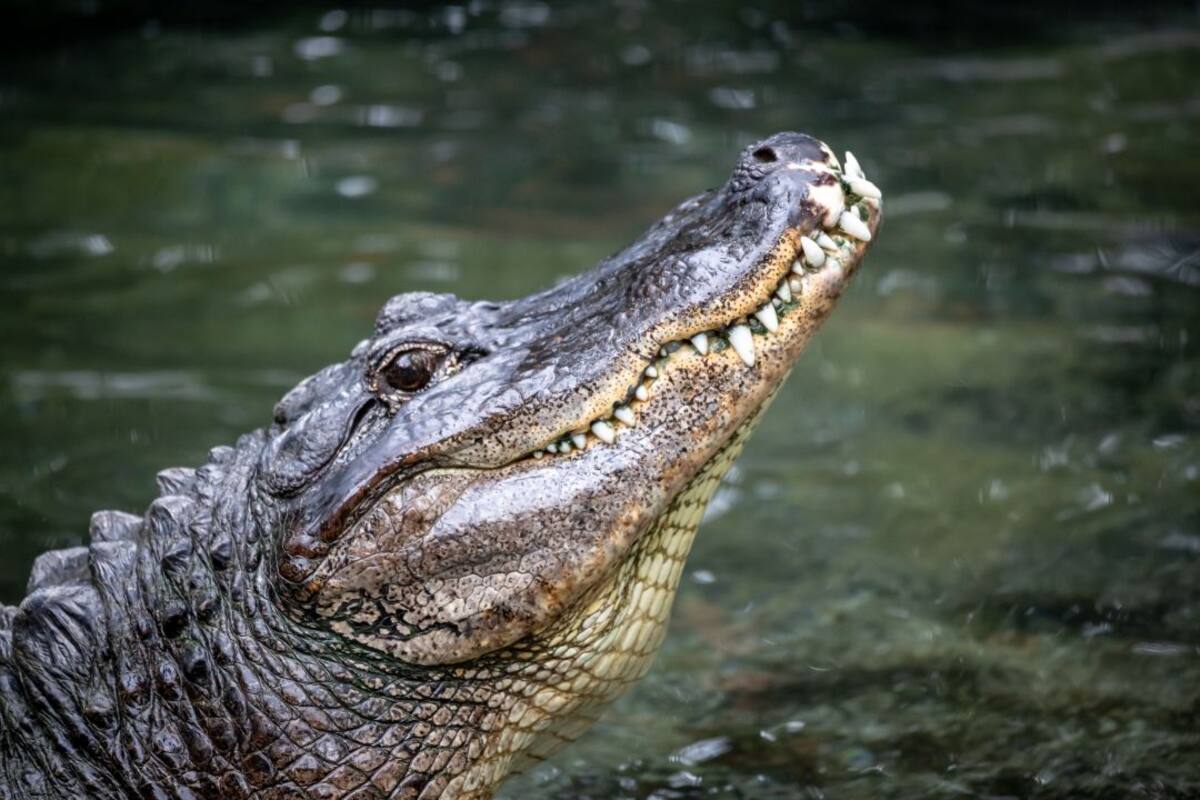Captan a cocodrilo "caníbal"