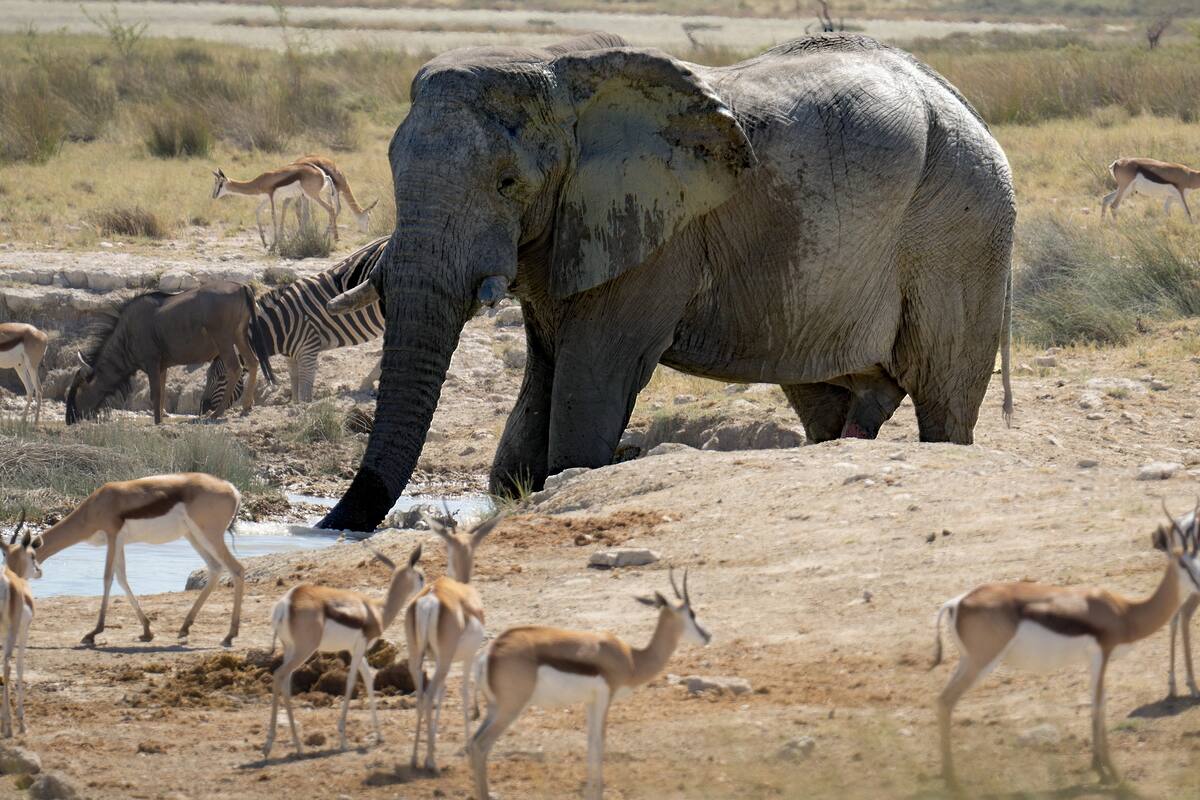 Misterio en Botswana en la muerte en masa de unos 350 elefantes alrededor de los pozos de agua