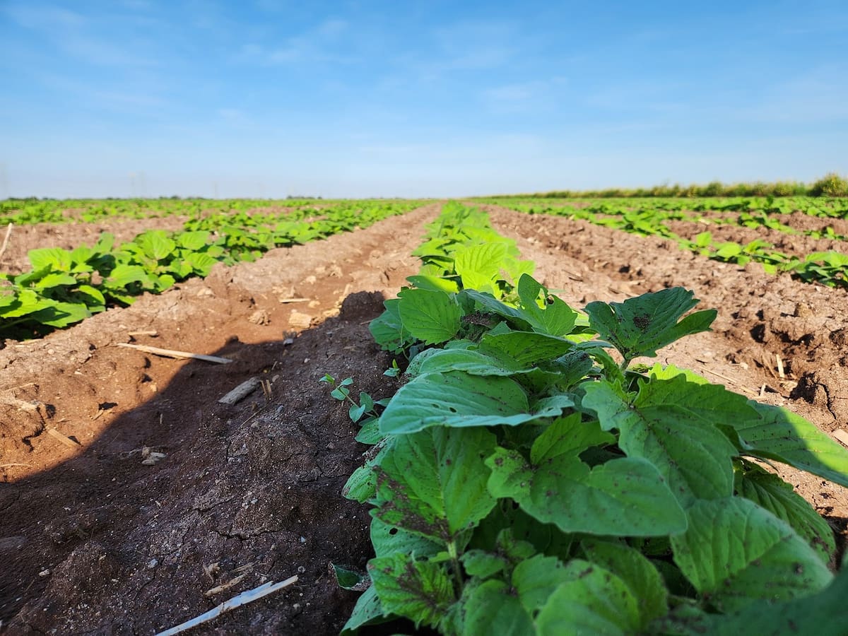 El clima extremo golpea los sistemas agroalimentarios. | FOTO: BANCO DIGITAL