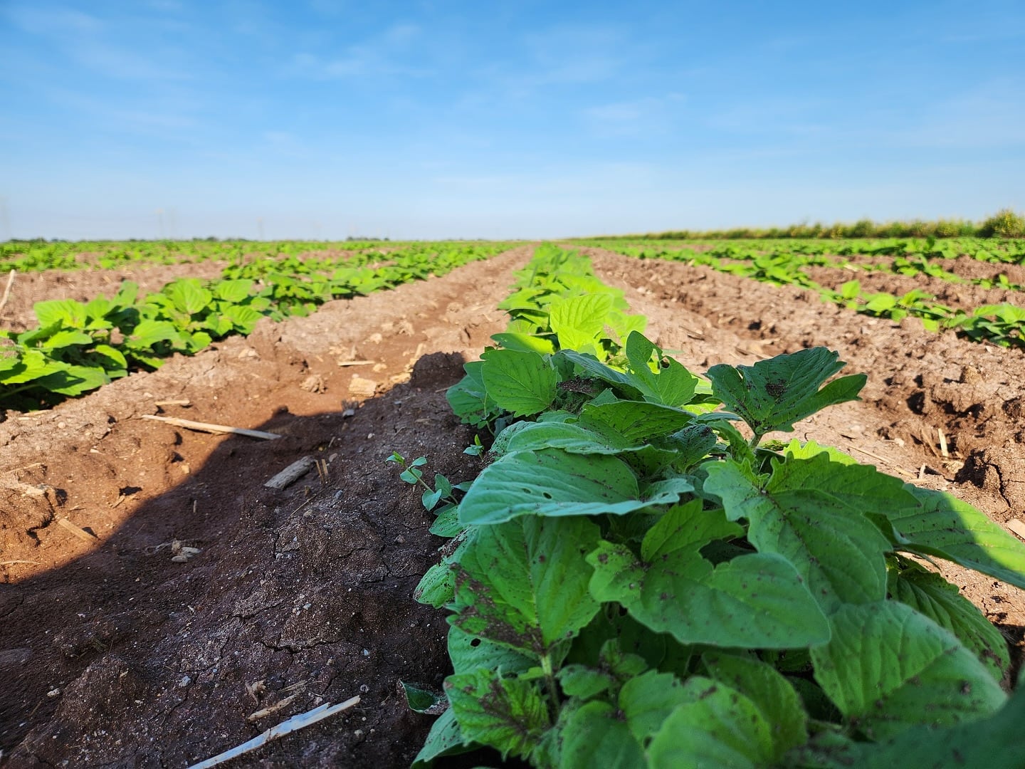 El clima extremo golpea los sistemas agroalimentarios. | FOTO: BANCO DIGITAL