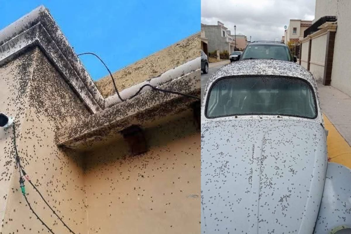 Plaga de moscas invade fraccionamientos de Tizayuca, Hidalgo; vecinos exigen soluciones urgentes