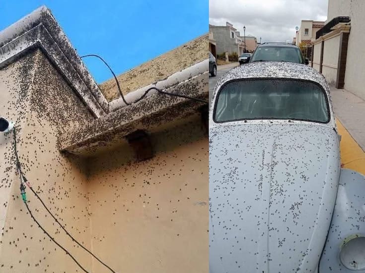 Plaga de moscas invade fraccionamientos de Tizayuca, Hidalgo; vecinos exigen soluciones urgentes