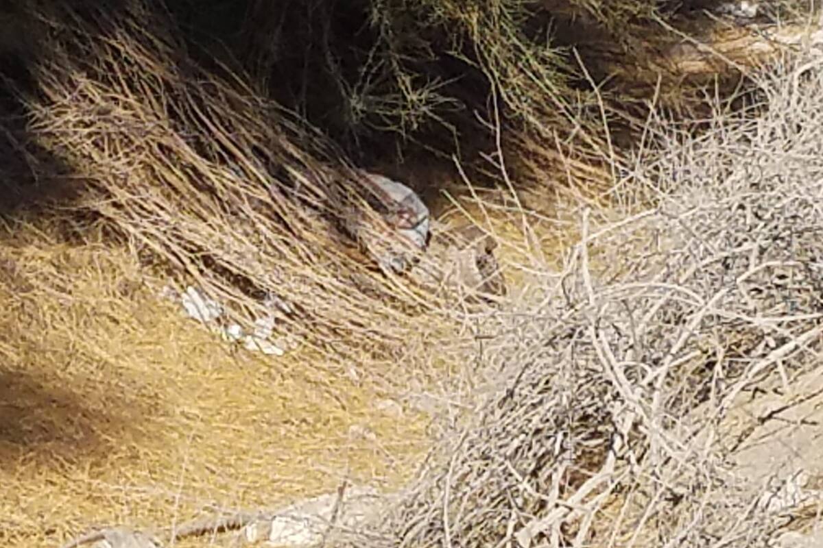 Osamenta hallada en SLRC es de un hombre