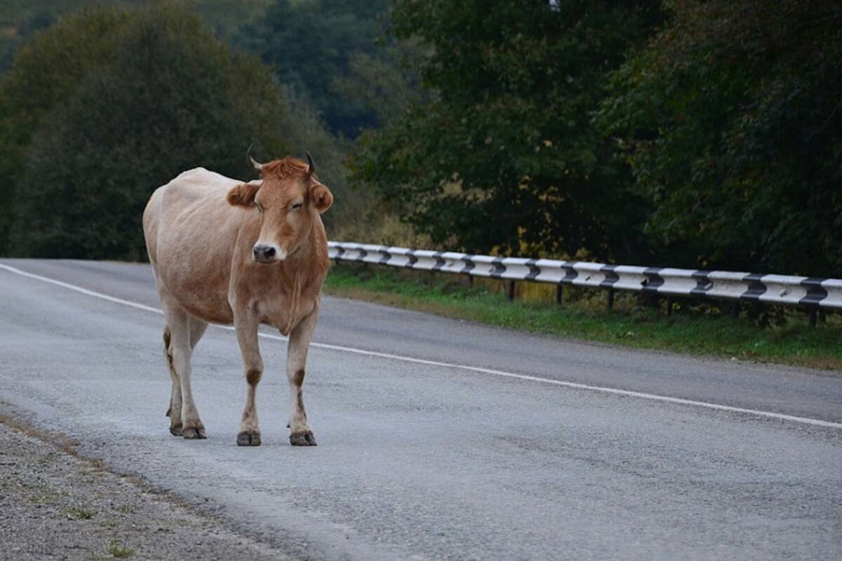 Conoce la profesión que mantiene el cuidado de los animales de granja y evita accidentes en carreteras