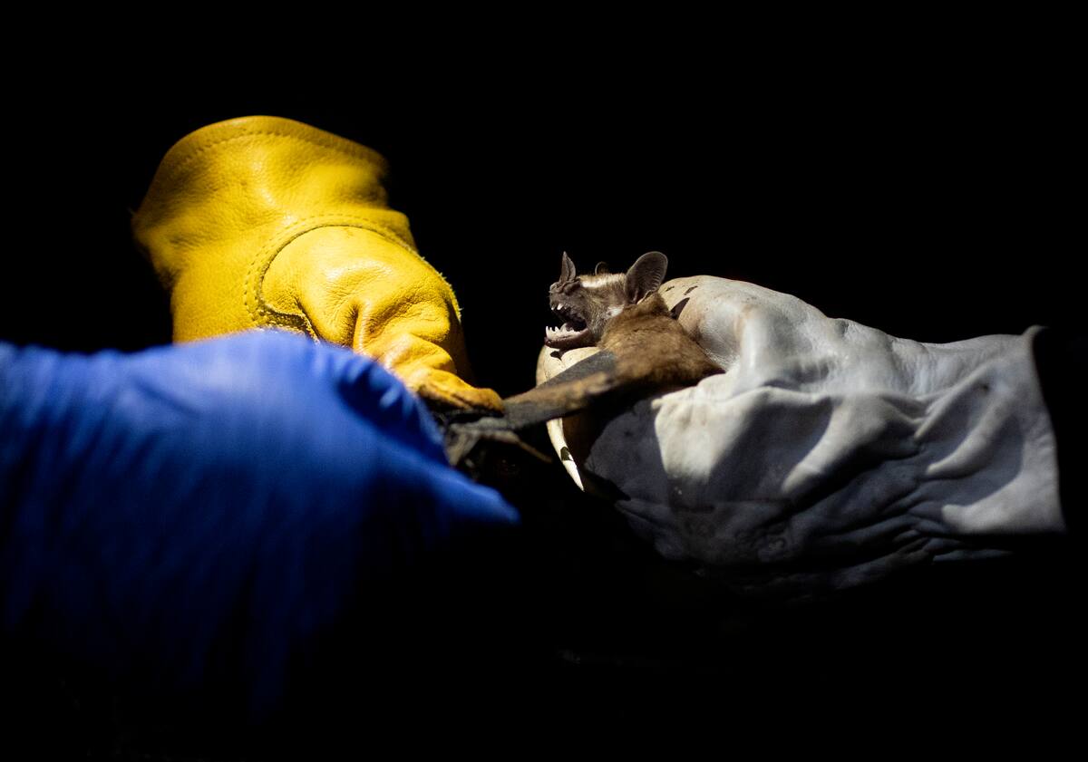 Investigadores del centro estatal brasileño Instituto Fiocruz iluminan a un murciélago capturado en el Bosque Atlántico durante una salida nocturna en el parque estatal Pedra Branca, cerca de Río de Janeiro, el martes 17 de noviembre de 2020. La expedición formaba parte de un proyecto para reunir y estudiar virus presentes en animales salvajes, incluidos los murciélagos, que muchos científicos creen están relacionados con el brote de COVID-19. (AP Foto/Silvia Izquierdo)