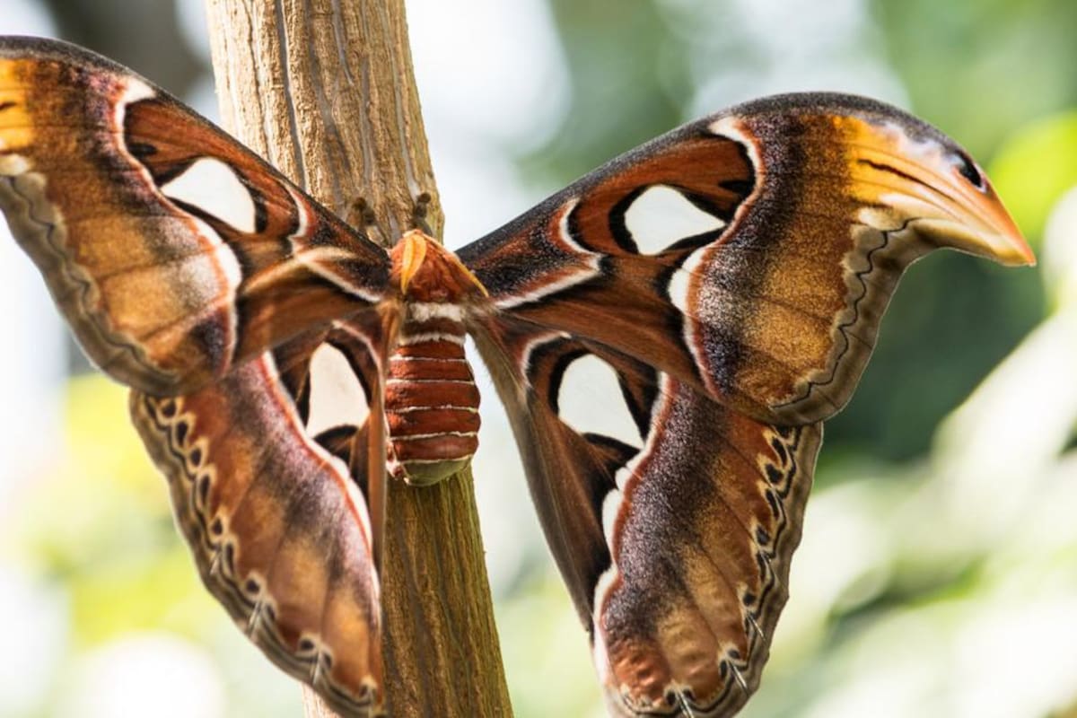 Encuentran una enorme polilla en el patio de su casa