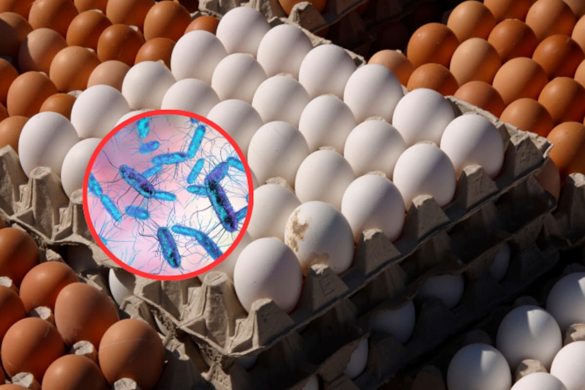 Nuevo brote de salmonela EEUU vinculada a huevos, deja a docenas de personas enfermas en más de 10 estados