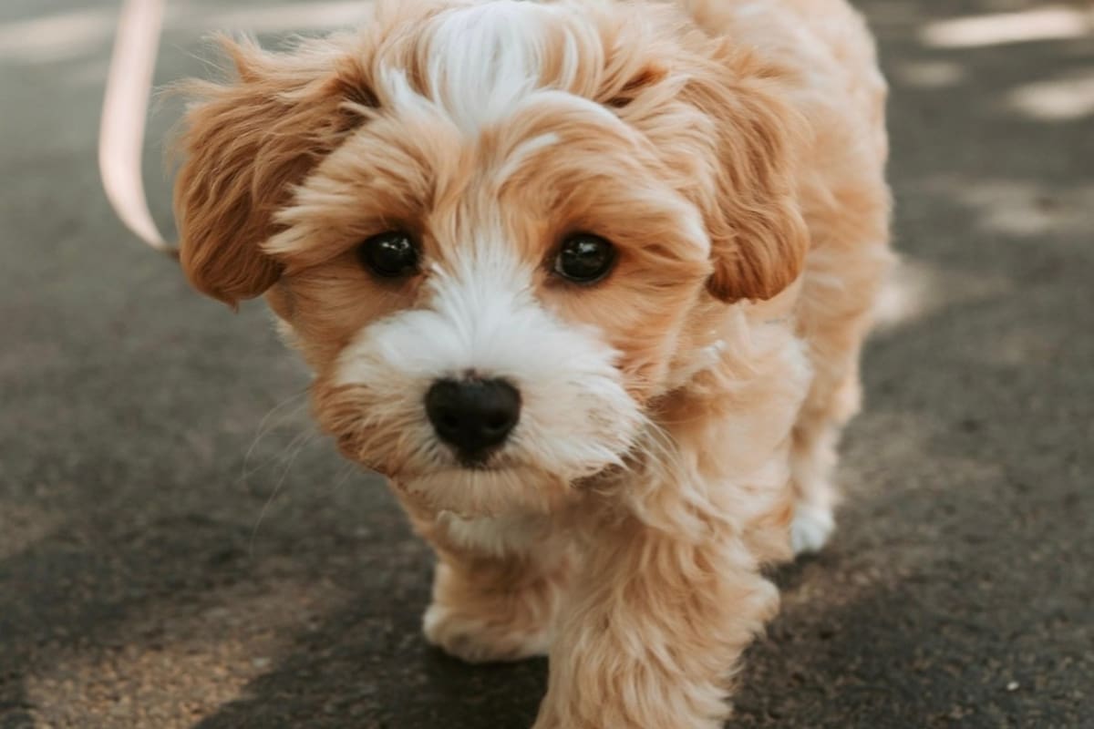 ¿Por qué los perros levantan la pata al orinar? Esta es la razón