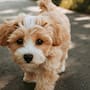 ¿Por qué los perros levantan la pata al orinar? Esta es la razón