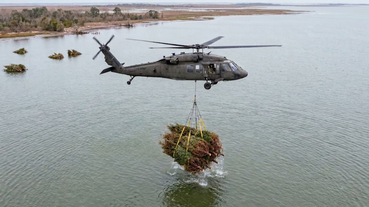 Miles de árboles de Navidad fueron arrojados al océano y después de 30 años, ayudaron a recuperar costas afectadas por la erosión y el avance del nivel del mar provocado por el cambio climático