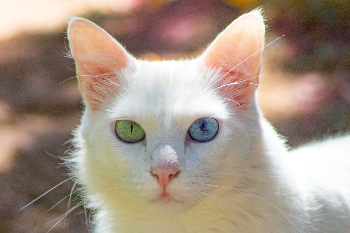 Heterocromía: la fascinante condición que hace que una persona tenga ojos de diferente color