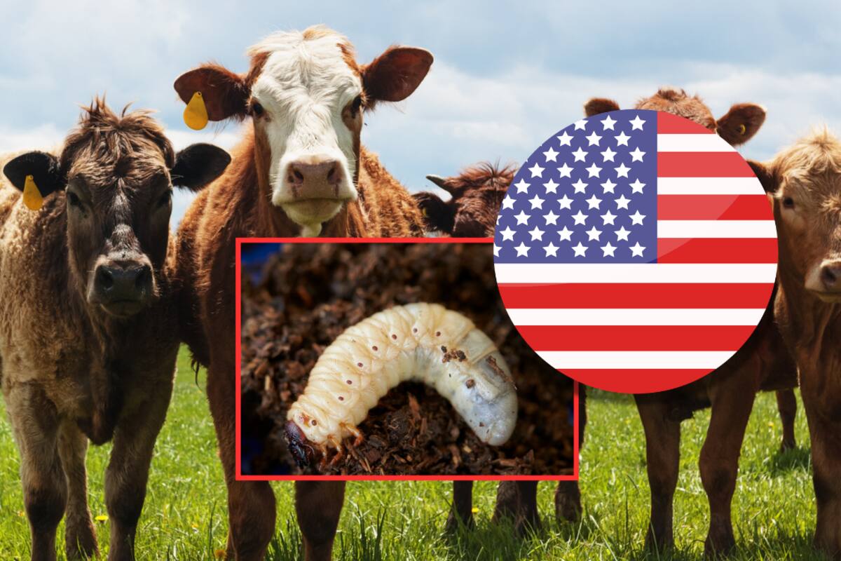 Gusano barrenador avanza hacia el norte de México y preocupa a autoridades de Estados Unidos