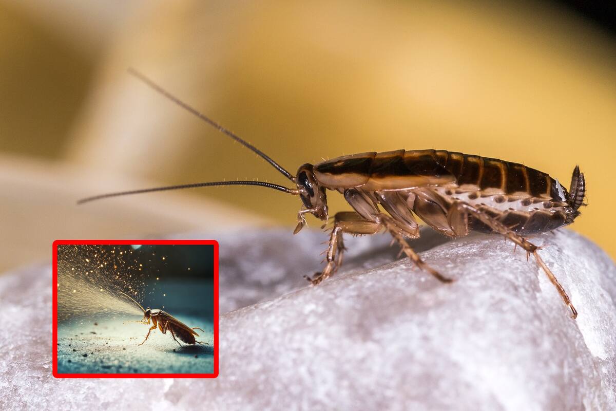 Ingredientes naturales más efectivos para eliminar cucarachas