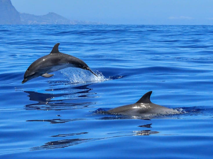 Químicos de pantallas de televisores y celulares se acumulan en el cerebro de delfines debido a la filtración de desechos electrónicos al mar, provocan alteraciones genéticas y neurotóxicas graves; un estudio revela el grave impacto ambiental