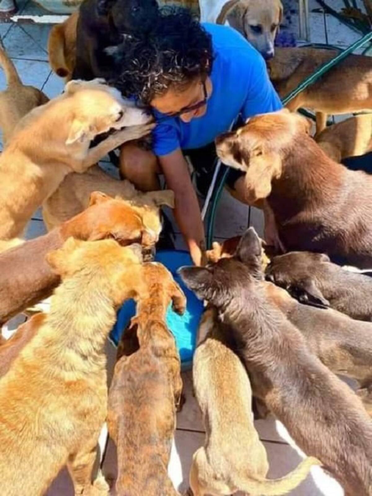 Evangelina Hernández Pérez de la Nube Pet & Rescue resguarda a perros de la calle.
