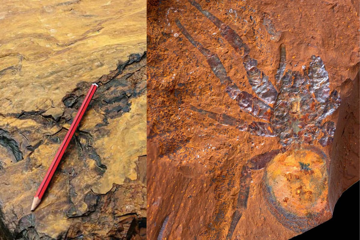 Descubren en Australia un tipo de roca que conserva fósiles con detalles nunca antes vistos