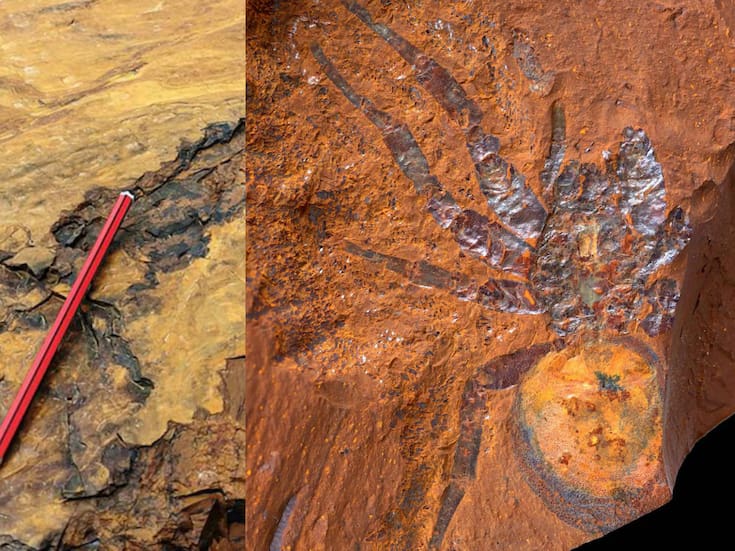 Descubren en Australia un tipo de roca que conserva fósiles con detalles nunca antes vistos