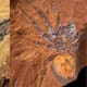 Descubren en Australia un tipo de roca que conserva fósiles con detalles nunca antes vistos