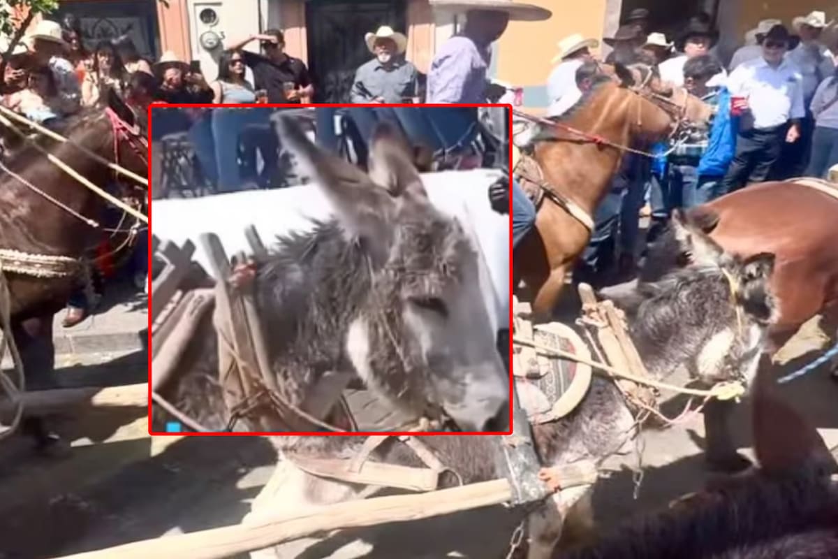 Burro colapsa en Feria de Jerez tras jalar carreta con cinco hombres y acusan por maltrato animal al gobierno de Zacatecas por lo sucedido en cabalgata