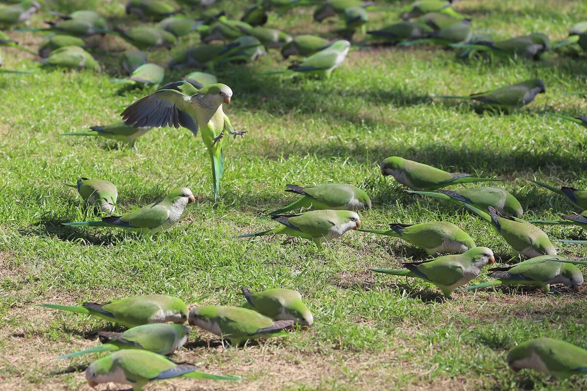 Alertan por amenaza de pericos monjes a ecosistema de Sonora