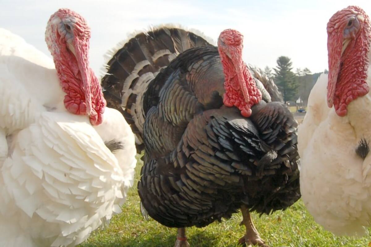 Avicultor imita el cloqueo de sus pavos