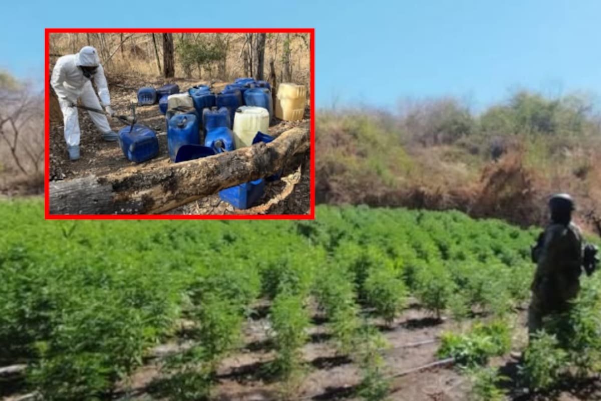 Autoridades aseguran laboratorios clandestinos y plantío de marihuana en Sinaloa