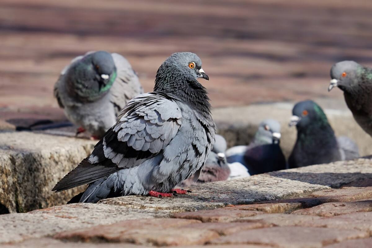 Palomas empujan a otra a las vías del tren