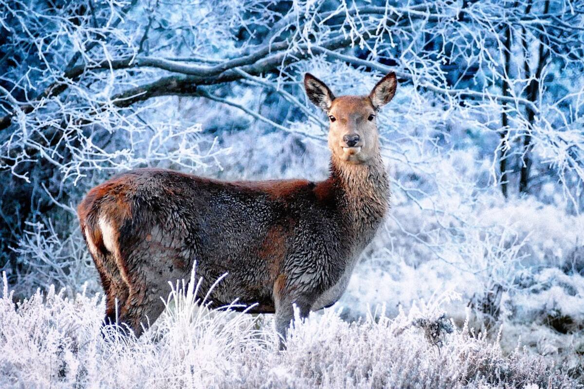 Cazador confunde a su hermano con venado y le dispara