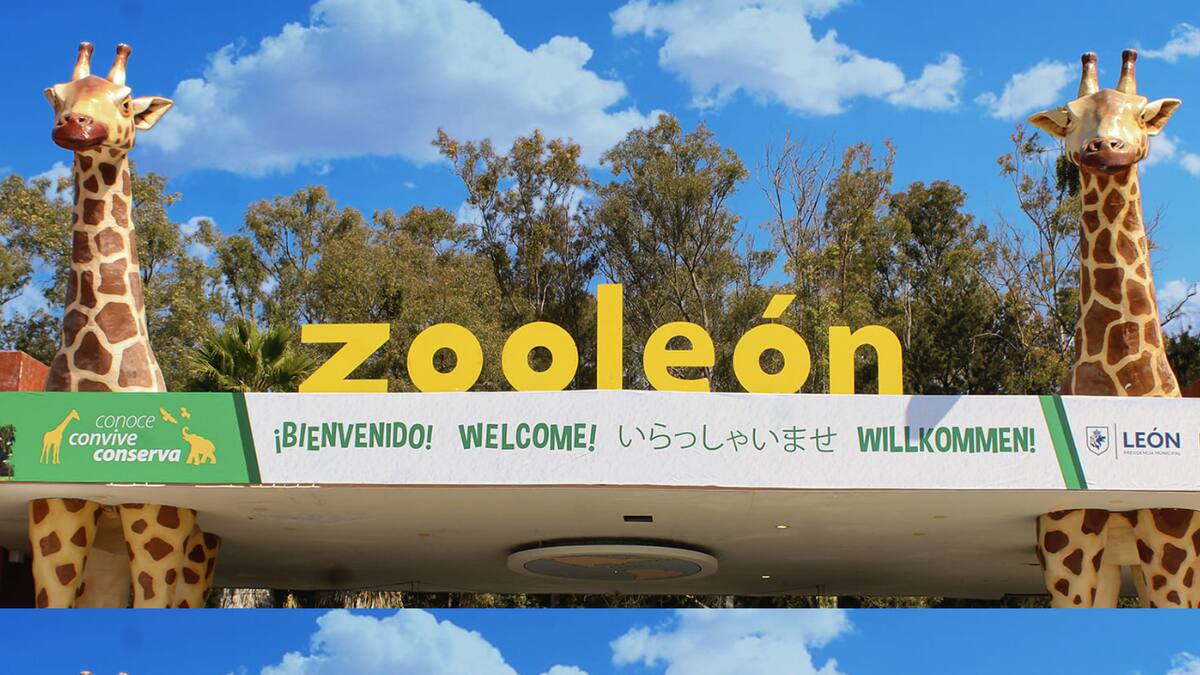 Tras la muerte de 27 animales, el Zoológico de León comienza el proceso para la designación de un nuevo director, marcando el inicio de una etapa que busca corregir fallas y recuperar la confianza pública tras repetidos incidentes con los ejemplares