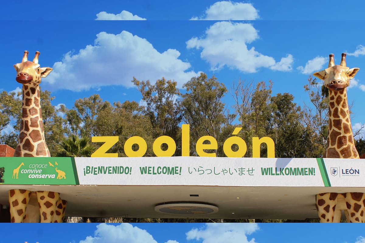 Tras la muerte de 27 animales, el Zoológico de León comienza el proceso para la designación de un nuevo director, marcando el inicio de una etapa que busca corregir fallas y recuperar la confianza pública tras repetidos incidentes con los ejemplares