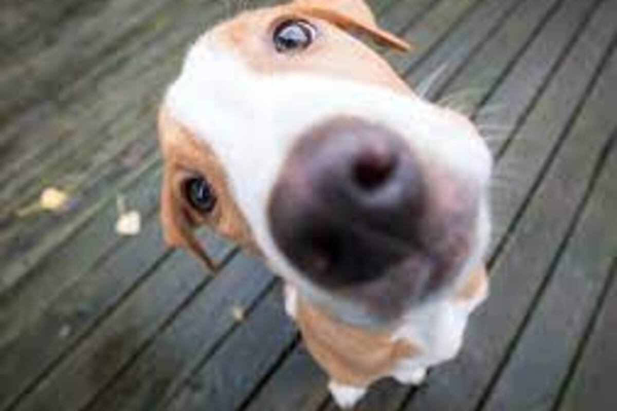 Estudio revela qué razas de perros viven más tiempo