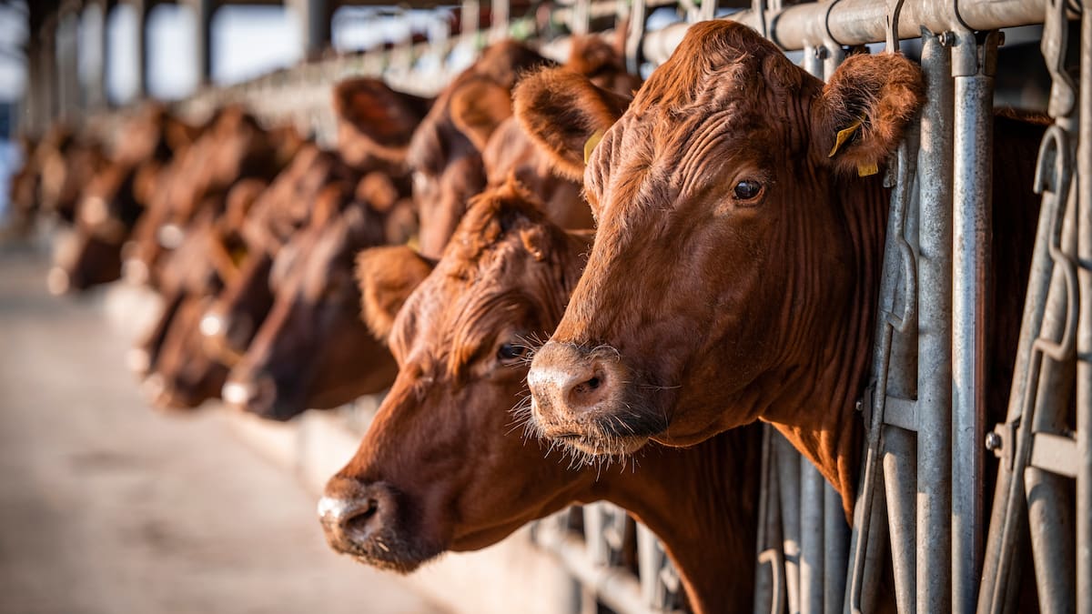 Ante cierre de exportación de carne de res de México a EEUU, el gobierno de Donald Trump busca a este país latinoamericano para abastecerse de carne ¿Le quitará el lugar a México y afectará la economía nacional?