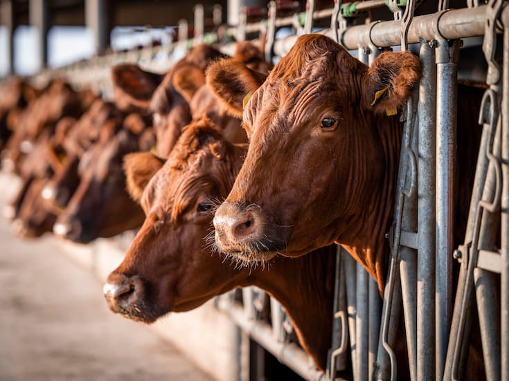 Ante cierre de exportación de carne de res de México a EEUU, el gobierno de Donald Trump busca a este país latinoamericano para abastecerse de carne ¿Le quitará el lugar a México y afectará la economía nacional?