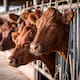 Ante cierre de exportación de carne de res de México a EEUU, el gobierno de Donald Trump busca a este país latinoamericano para abastecerse de carne ¿Le quitará el lugar a México y afectará la economía nacional?