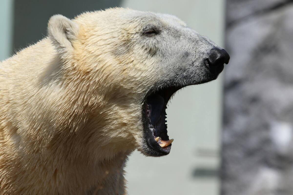 Dos osos polares matan a trabajador en remota estación canadiense, pero el oso negro es más peligroso